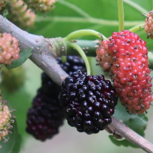 有机桑葚团购 | 绿家自产*Organic mulberry | Self-production 商品图2