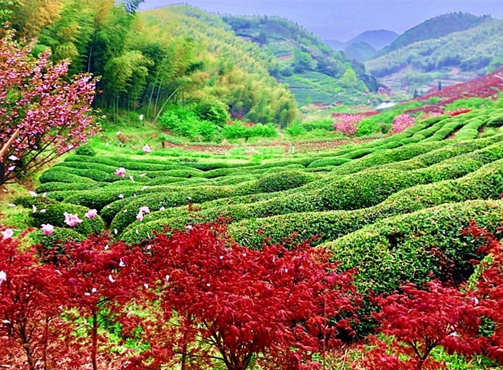 清明正逢采茶好时节,大岚的高山云雾茶鼎鼎有名,我们会带小朋友们一起