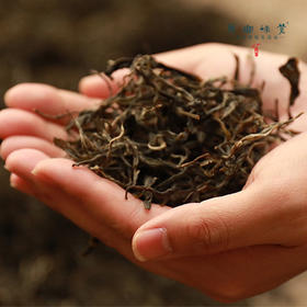  山原雨林有机茶 | 放荒六年，他在云南热带雨林里，做出最干净的有机茶叶 