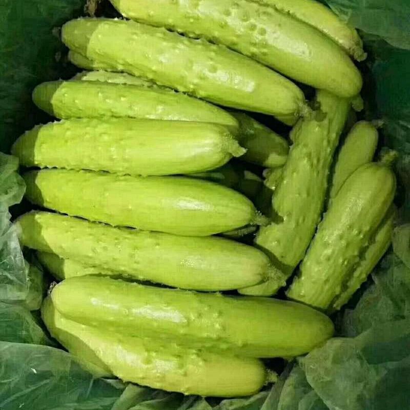 【虎牙尝品】海阳白黄瓜3斤装 家庭农场 顺丰包邮