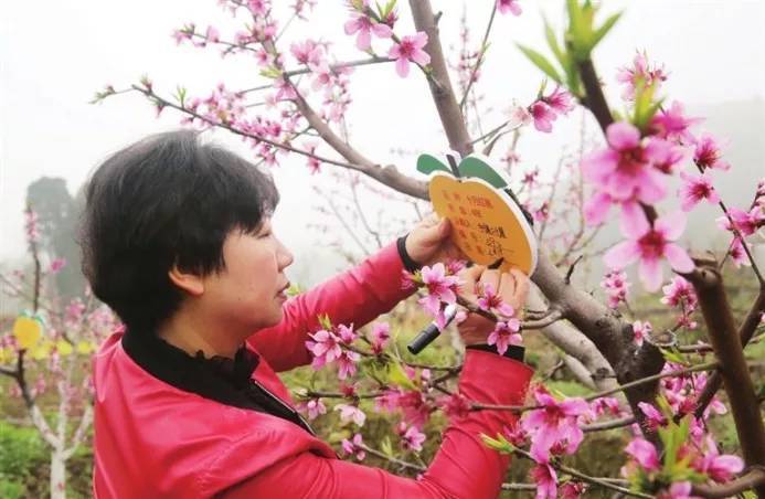 蜜桃研学——导师带队认领桃树,亲手制作桃花果冻,收获超绵密多汁的