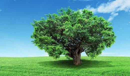 2019我为汽车种棵树 永康站（3月10日） 商品图0