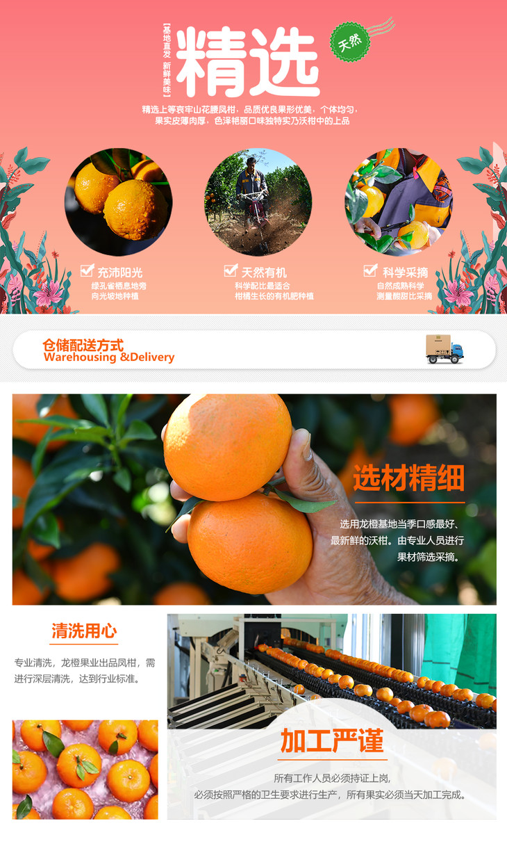 新鲜沃柑5斤家庭实惠装 云南新平哀牢山自然成熟有机绿色