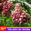 清远 | 3月8日女神节门票+渡船低至19.9元~福地飞霞山邀您来看禾雀花了！赏花+祈福+踏青一次搞定！ 商品缩略图4