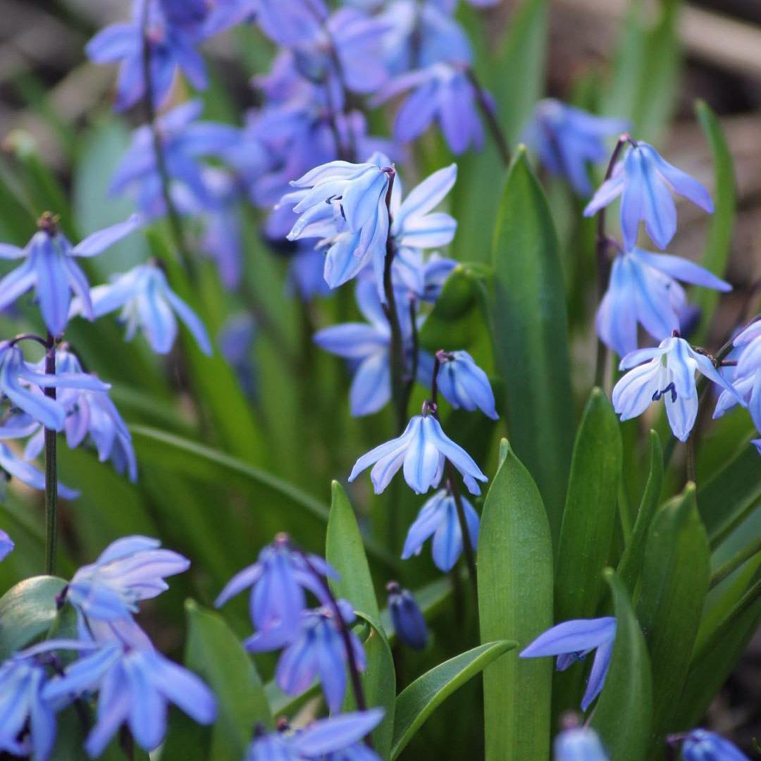 rare plants 西伯利亚蓝钟花 scilla siberica