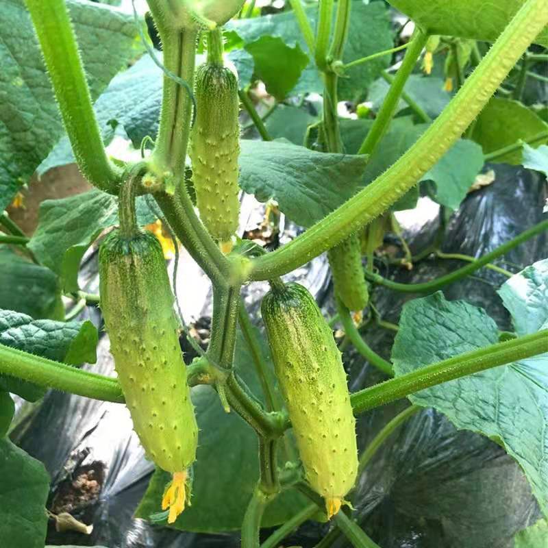 东北旱黄瓜 新鲜水果小黄瓜5斤脆嫩带刺绿皮青瓜有机蔬菜水果黄瓜