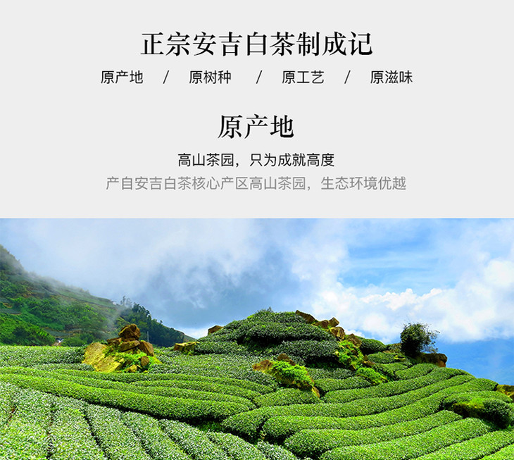 八马茶业|2019春茶预售 绿茶·安吉白茶茶叶礼盒装100