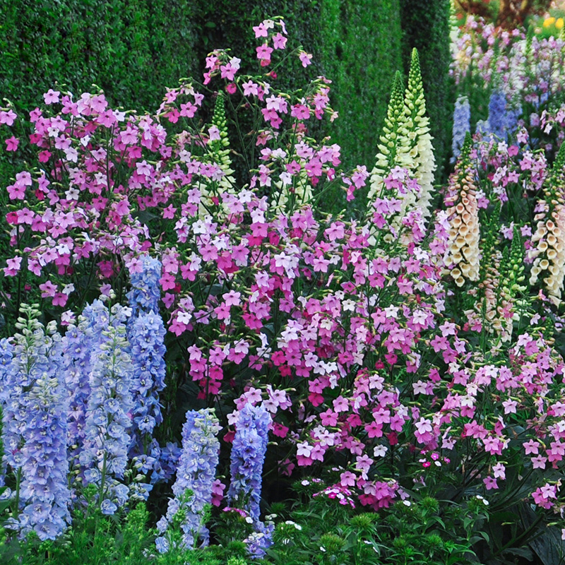 花烟草盆栽花多年生草本植物27cm大苗庭院花坛草坪绿化植物 渐变玫瑰
