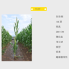 T157自交系 商品缩略图0
