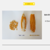 L203自交系 商品缩略图0