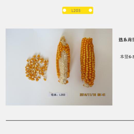 L203自交系 商品图0