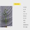 京B123021自交系 商品缩略图0