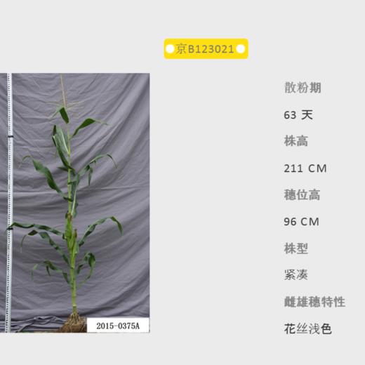 京B123021自交系 商品图0