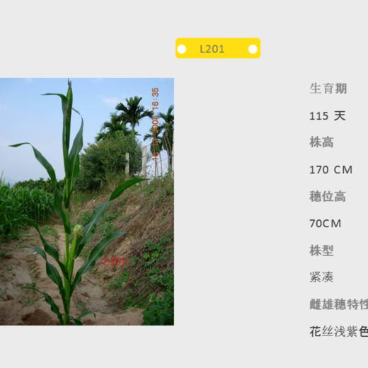 L201自交系 商品图0