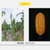 L237自交系 商品缩略图0