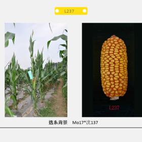 L237自交系