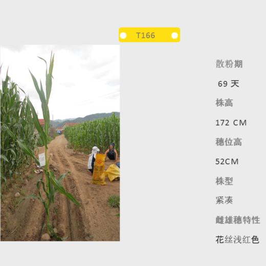 T166自交系 商品图0