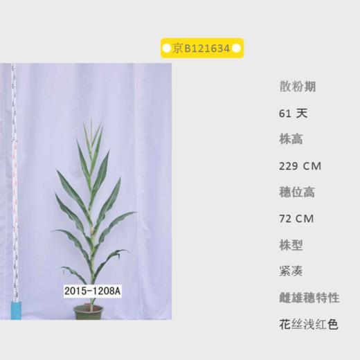 京B121634自交系 商品图0