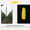 L269自交系 商品缩略图0