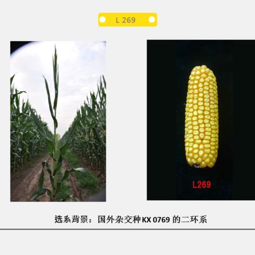 L269自交系 商品图0