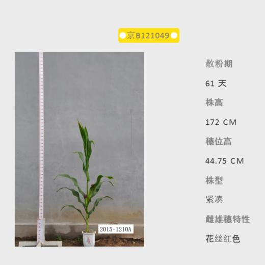 京B121049自交系 商品图0