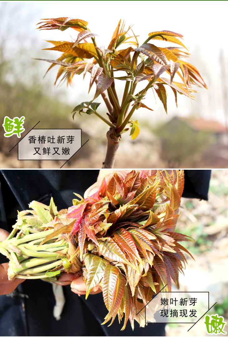 当季野生红香椿芽新鲜蔬菜头茬香椿2斤现摘