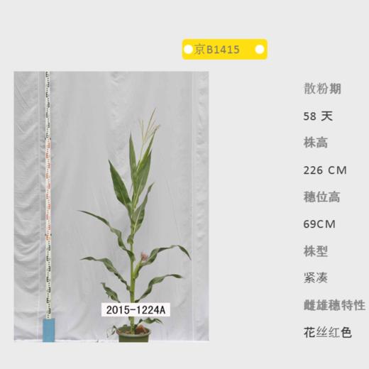 京B1415自交系 商品图0