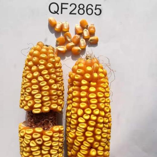 QF2865自交系 商品图0