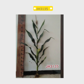 JH3135自交系