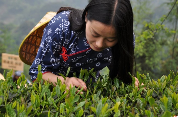 亲手采茶,制茶之后当然是品茗啦