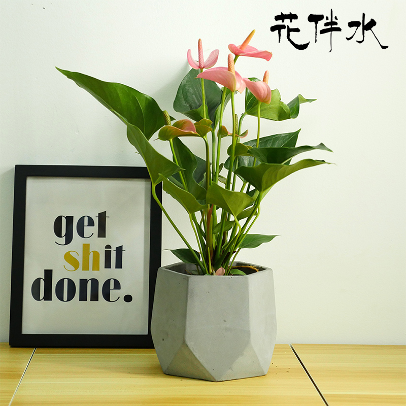 粉掌深圳绿植盆栽办公桌绿植花卉经理室会议室前台休息区绿植开业