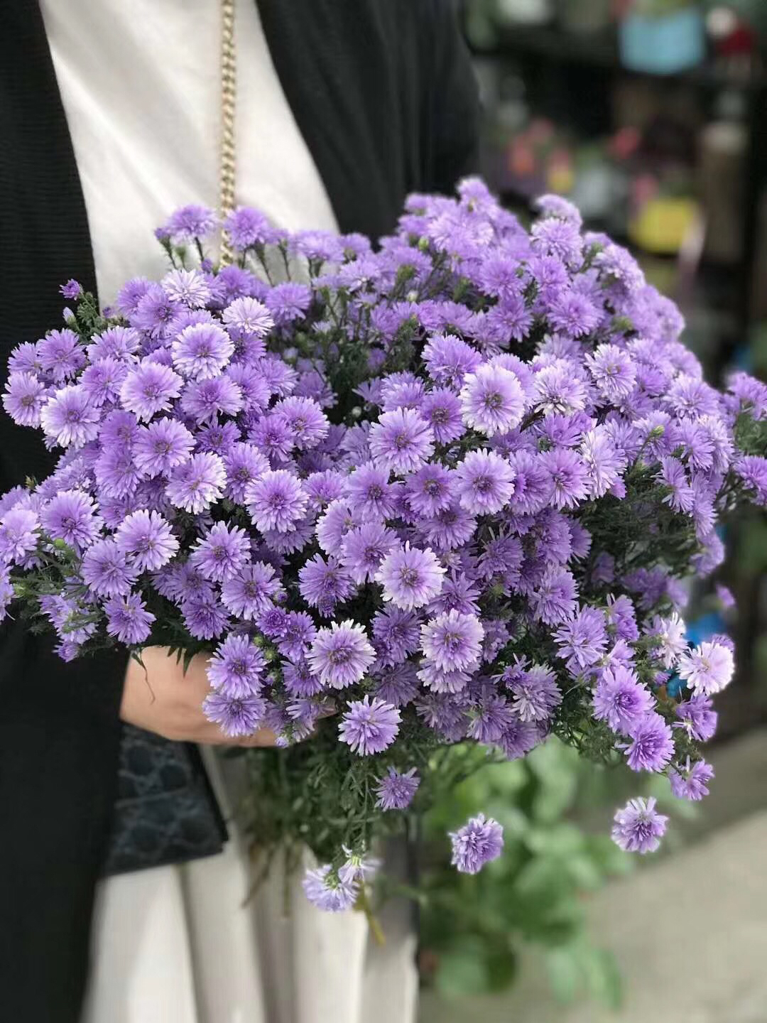 缤朵回兴店社群鲜花孔雀草毛茸茸的浪漫紫色花开时秒杀拼团了