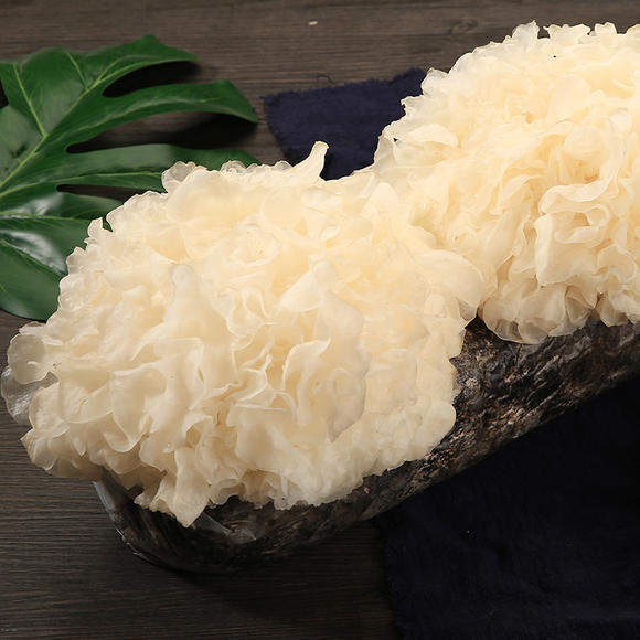 魏县爽口口感雪耳竹节软糯香滑鲜活美食丰富菜银耳胶质图片