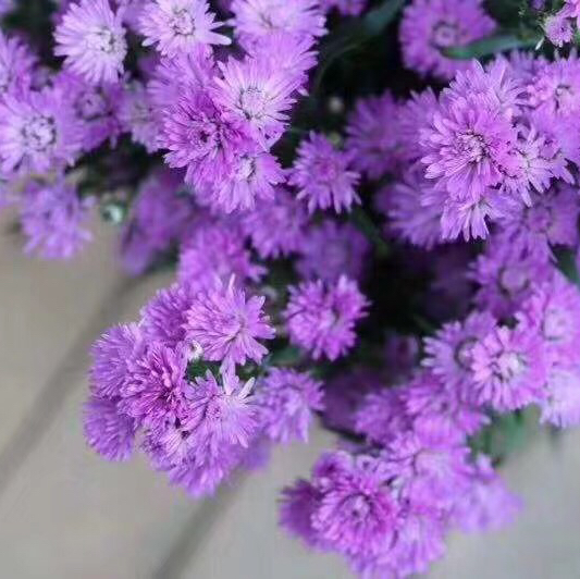 缤朵回兴店社群鲜花孔雀草毛茸茸的浪漫紫色花开时秒杀拼团了