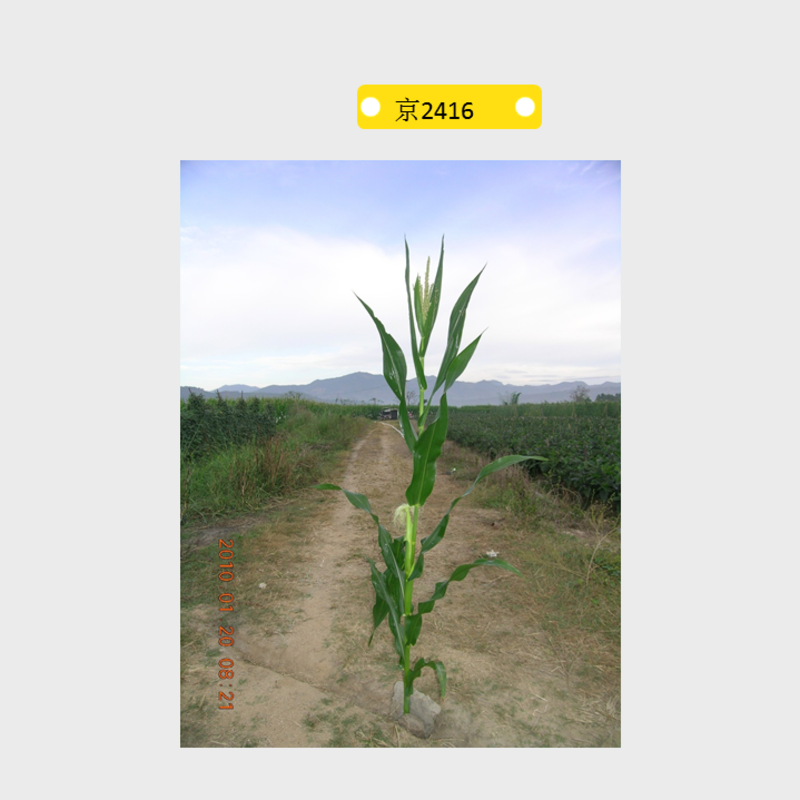 京2416自交系