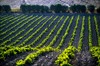 阿吉拉斯酒庄白葡萄酒 2016 Cantine Argiolas 'Is Argiolas' 商品缩略图3