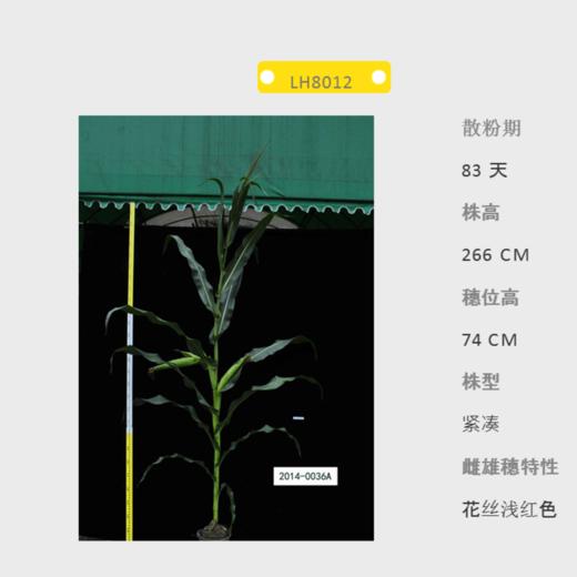 LH8012自交系 商品图0
