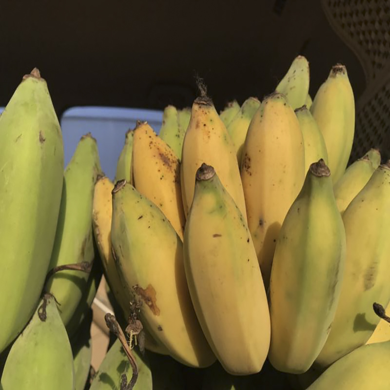 老实芭蕉自然成熟公平贸易基地直发包邮bananafairtrade