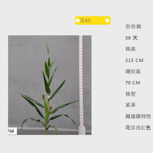昌85自交系 商品图0