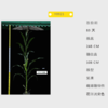 Y0921自交系 商品缩略图0