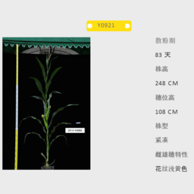 Y0921自交系
