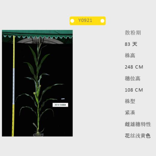 Y0921自交系 商品图0