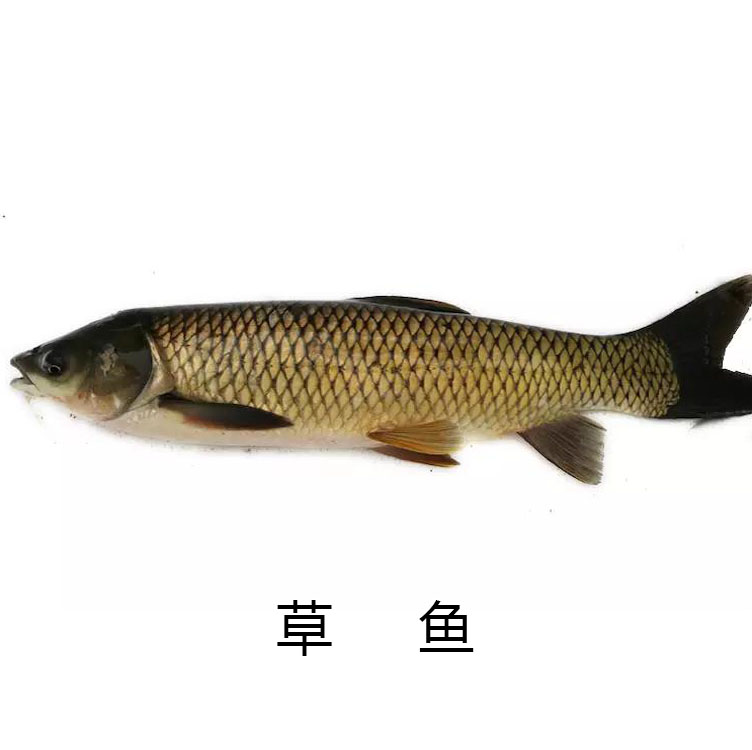 【下单后现杀】鲜活鱼类 桂鱼/鲈鱼/多宝鱼 /草鱼/鲟鱼/黑鱼/鲤鱼