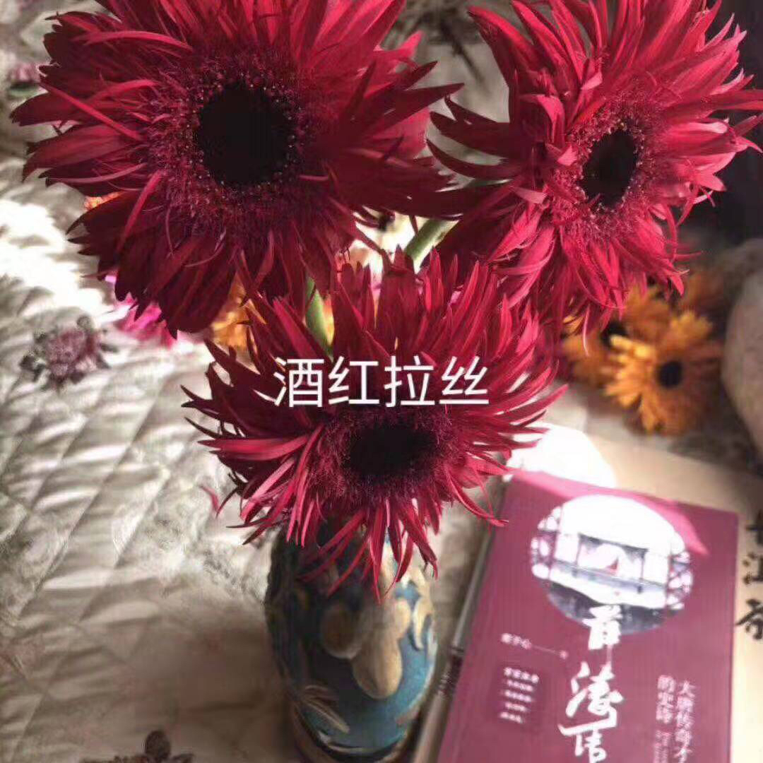 拉丝非洲菊—-黑心玫红【3月18日】周一鲜花团购