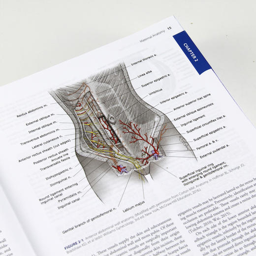 威廉姆斯产科学（第25版）（英语版）威廉姆斯、医学、内科学、妇产科学、妇产科医生、医生、医学生 商品图2