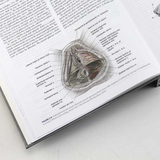 威廉姆斯产科学（第25版）（英语版）威廉姆斯、医学、内科学、妇产科学、妇产科医生、医生、医学生 商品图3