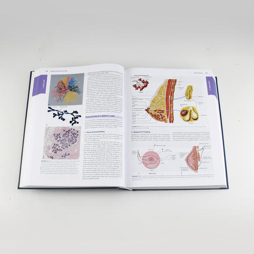 威廉姆斯妇科学（第3版）（英文版）威廉姆斯、医学、内科学、妇产科学、妇产科医生、医生、医学生 商品图2