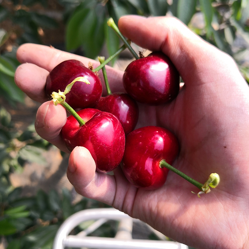大连大樱桃丨品种-先锋(拉宾斯)丨甜度高风味好 绿色种植 孕妇宝宝可