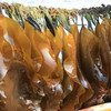 【海带就应鲜着吃！】农捕手 嫩芽级新鲜海带 | 3月嫩芽期的海带，从半岛海域直达到你的餐桌，错过等一年！ 商品缩略图3