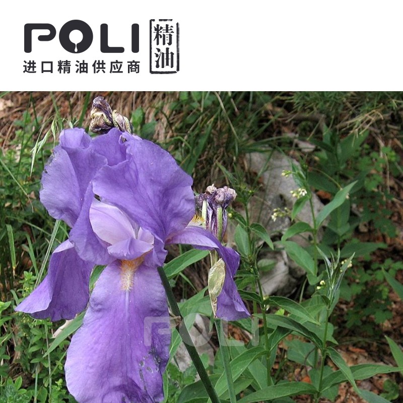 (法国)鸢尾草净油 - poli精油